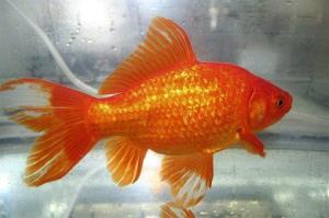 This undated photo shows a common goldfish. 
