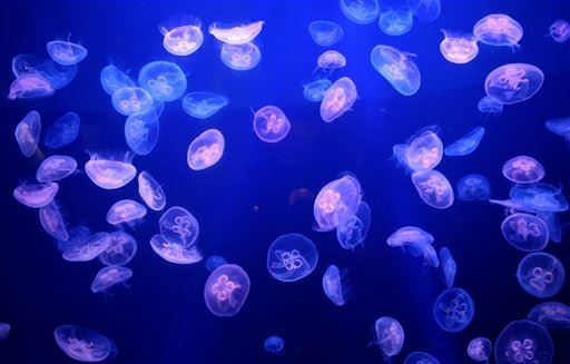 Resultado de imagen de massive jellyfish horde