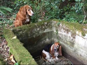 Tillie stood guard over her trapped friend Phoebe for a week until she was able to bring help.