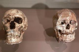 Image result for evolution skull and bones pic