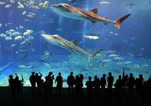 In this Feb. 14, 2007 photo, whale sharks swim at the Churaumi Aquarium in Okinawa, southern Japan.