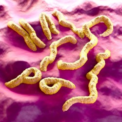 Nearly 100 people have been quarantined after the Marburg virus killed at least one person in Uganda