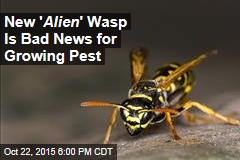 New ' Alien ' Wasp Is Bad News for Growing Pest
