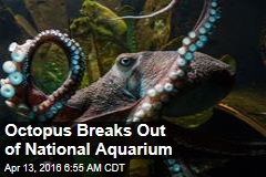 Octopus Breaks Out of National Aquarium