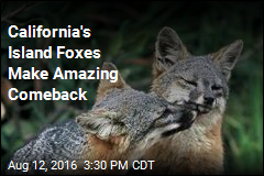 California's Island Foxes Make Amazing Comeback