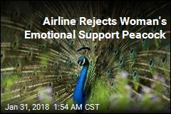 Airline Rejects Woman's Emotional Support Peacock