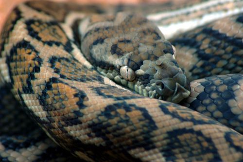 Mom Finds Python Wrapped Around Her Baby